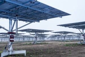 9,000 steel "trees" will cover the finished Alamo 5 solar farm.