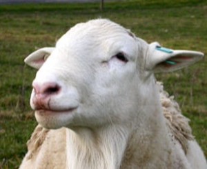 Dorper sheep