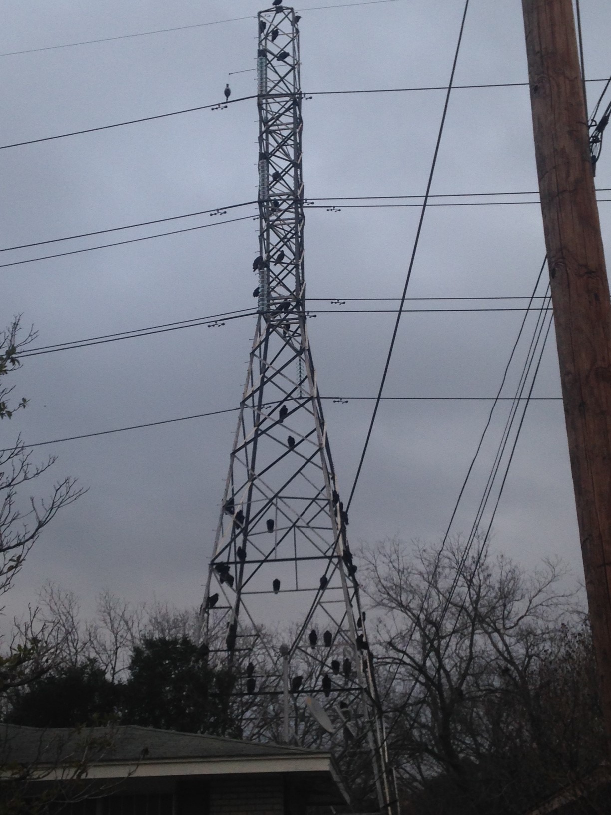 Image of vultures on CPS Energy transmission tower