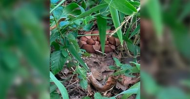 Cooperhead snakes found in yard by CPS Energy Meterman