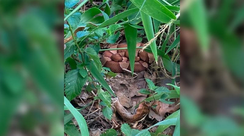 Cooperhead snakes found in yard by CPS Energy Meterman