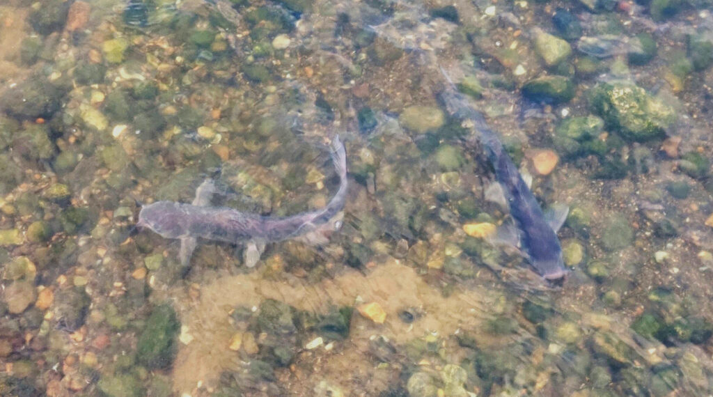 Photo of catfish in Braunig lake