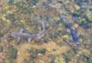 Photo of catfish in Braunig lake