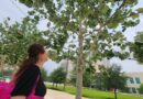 A photo of an onlooker looking up on rescued trees at Hemisfair park