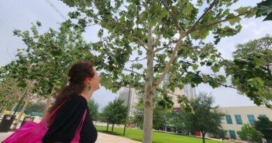 A photo of an onlooker looking up on rescued trees at Hemisfair park